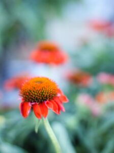 early spring flower zinnia orange