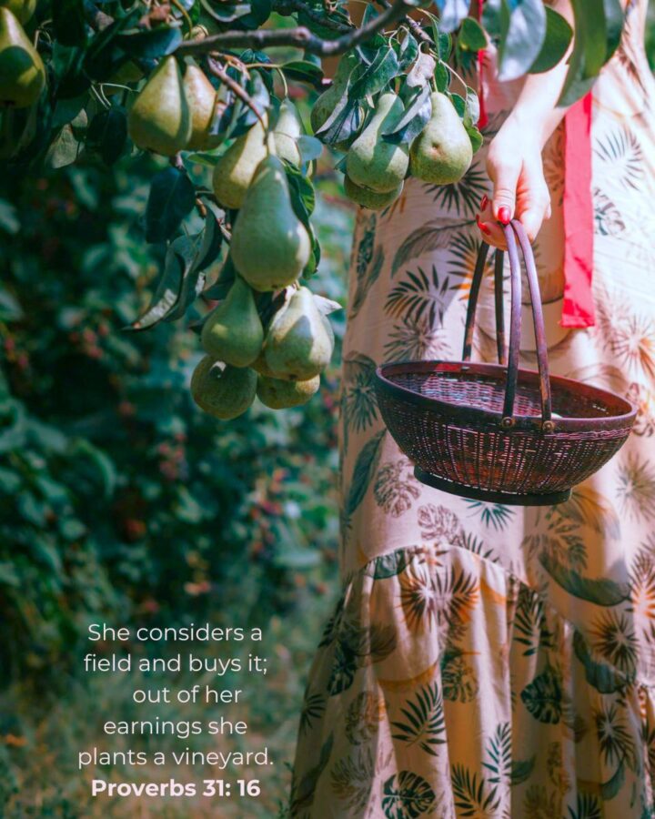 woman working in an orchard picking pears with a basket